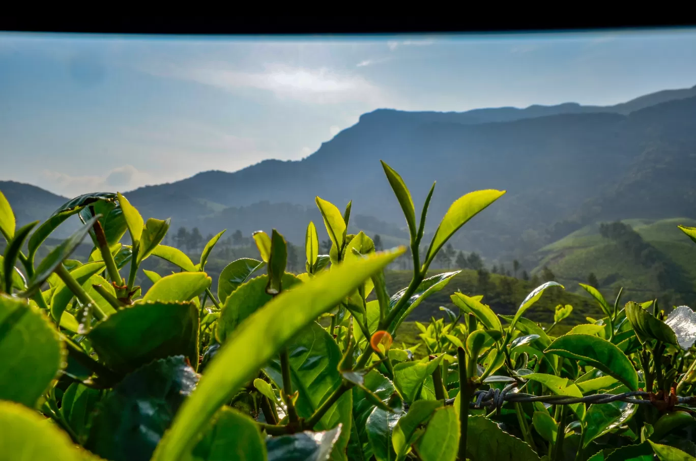 Photo of Munnar By Melvin Borges