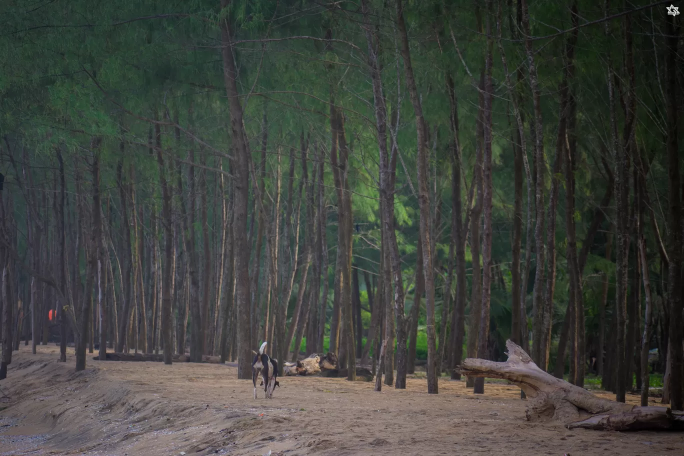 Photo of Kuzhupilly Beach By Gokul Das