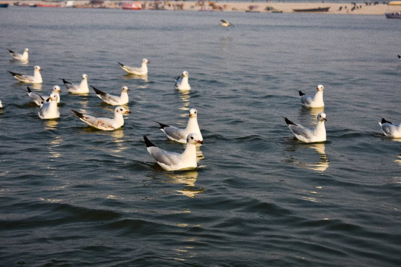 Photo of Varanasi By Saurabh