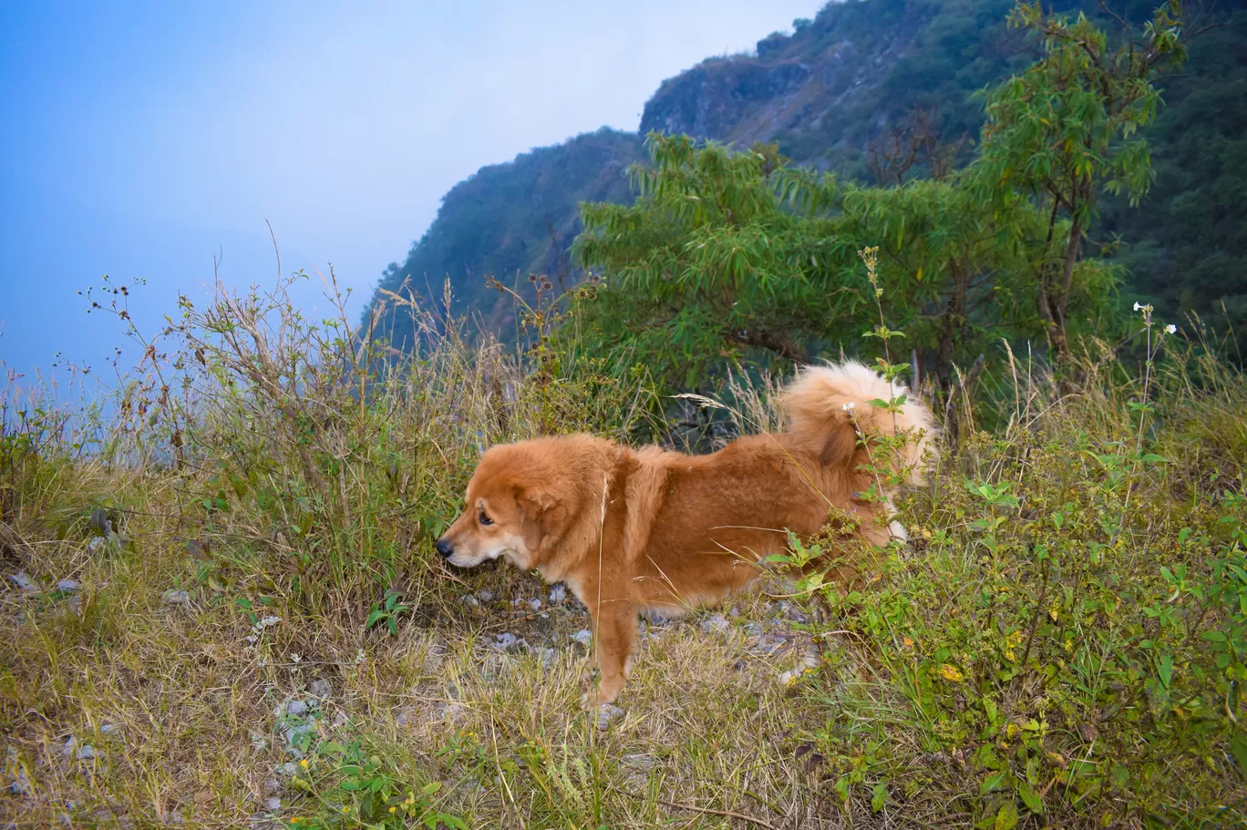 Photo of The Dolina Retreat By Chandan deep Kour
