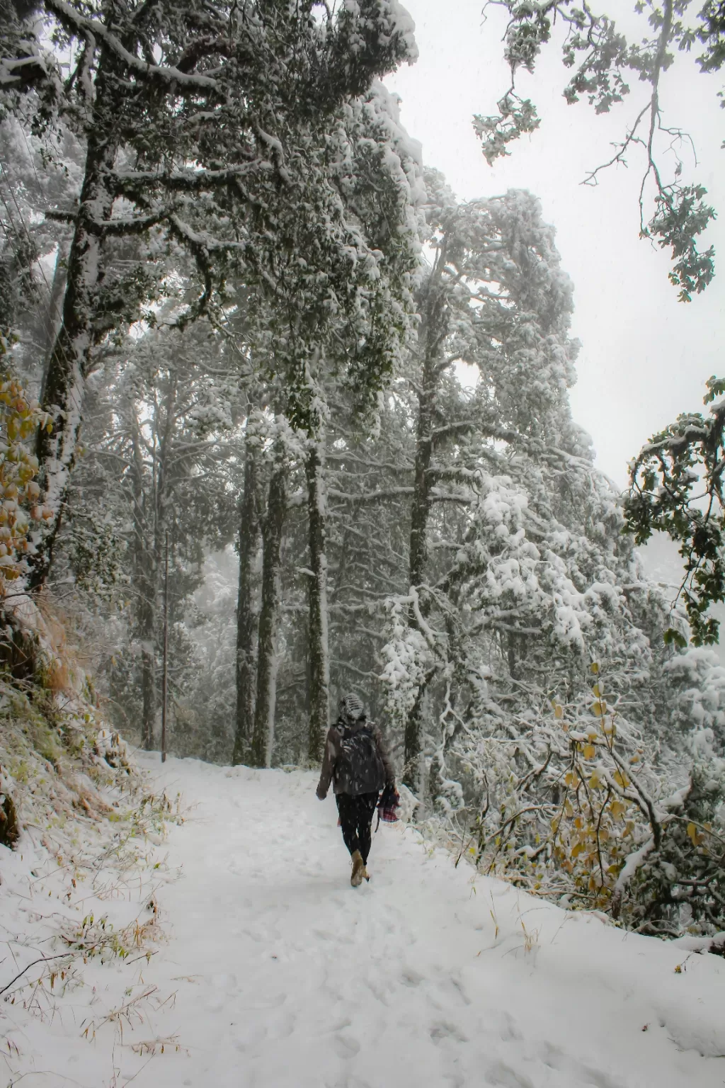 Photo of Naina Peak By Latika Negi