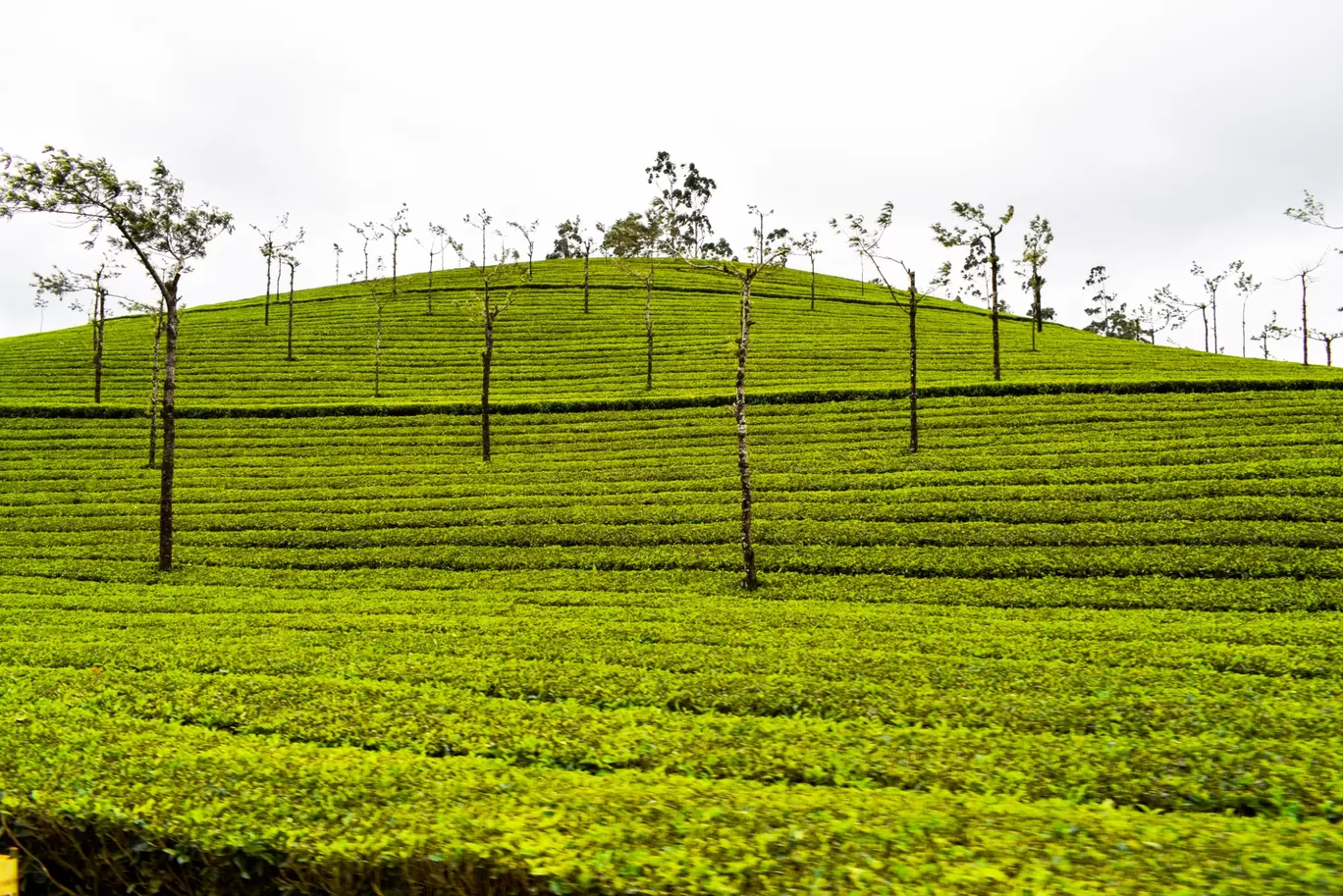 Photo of Munnar Hill Station By Mohd Rashid