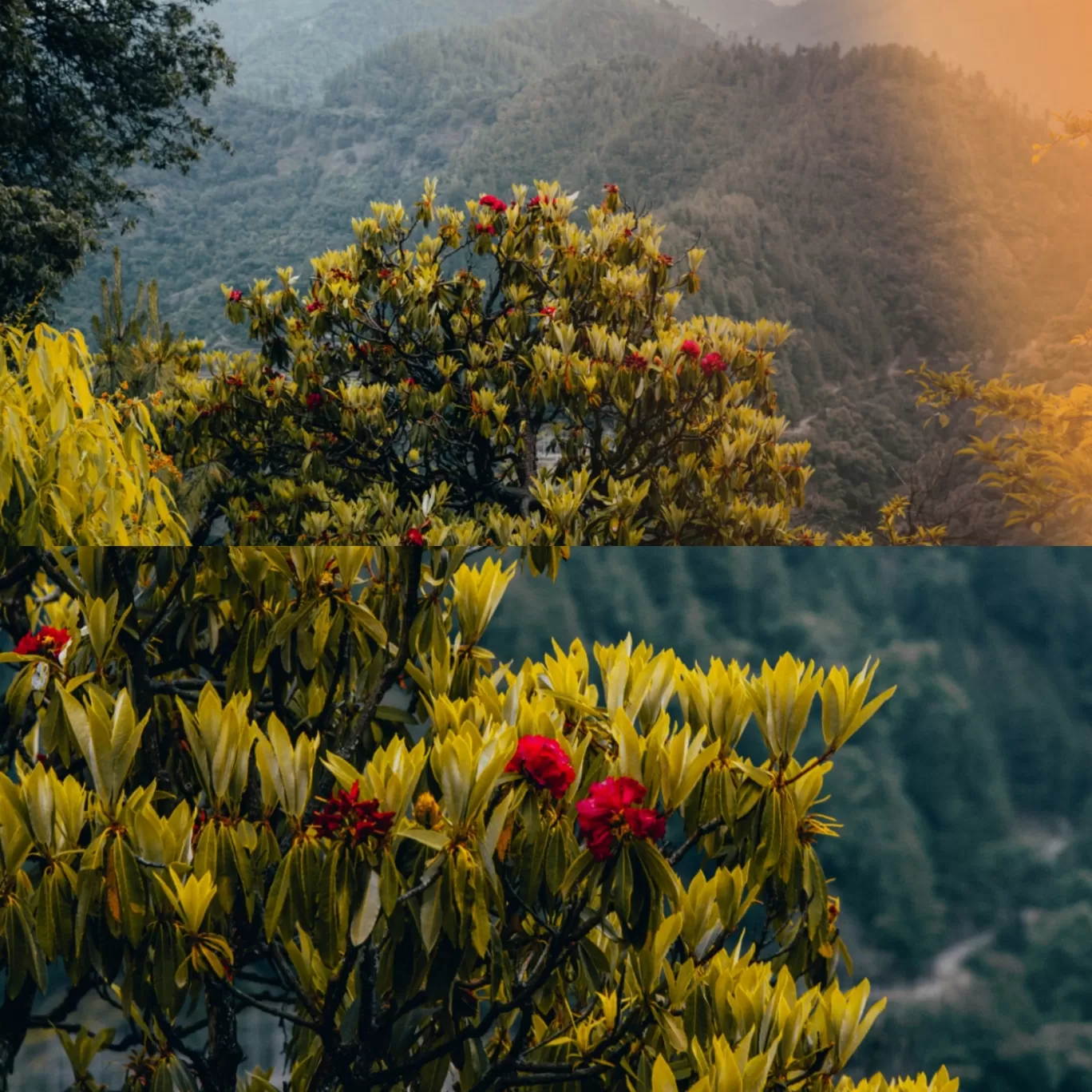 Photo of Barot By Tumuskura : Feeling Himalayas