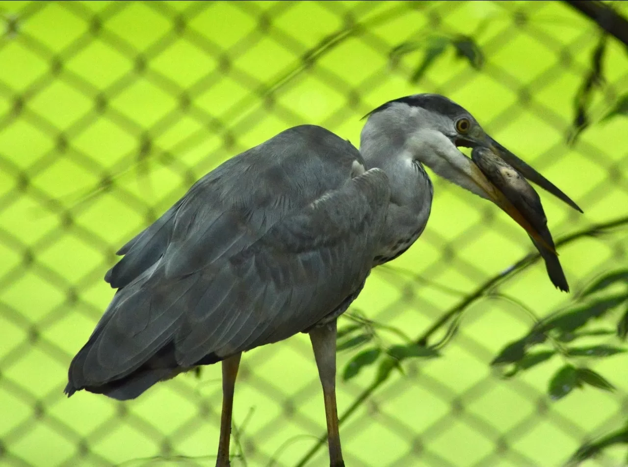 Photo of Trivandrum Zoo By Jishnu Ravi