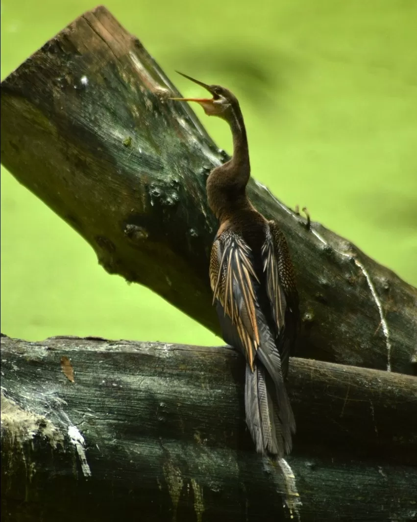 Photo of Trivandrum Zoo By Jishnu Ravi