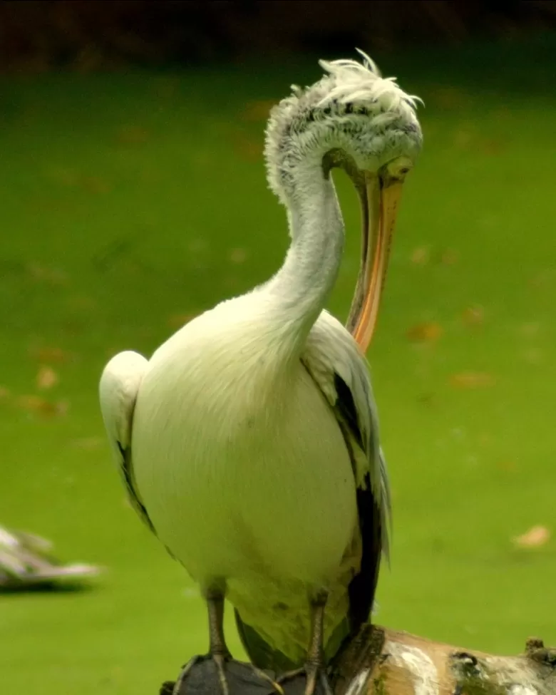 Photo of Trivandrum Zoo By Jishnu Ravi