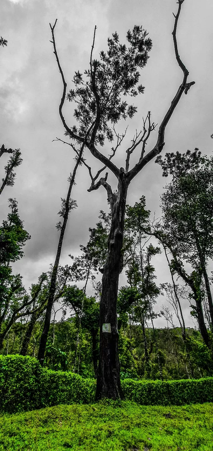 Photo of Kudremukh Peak Top By Prashanth Rao