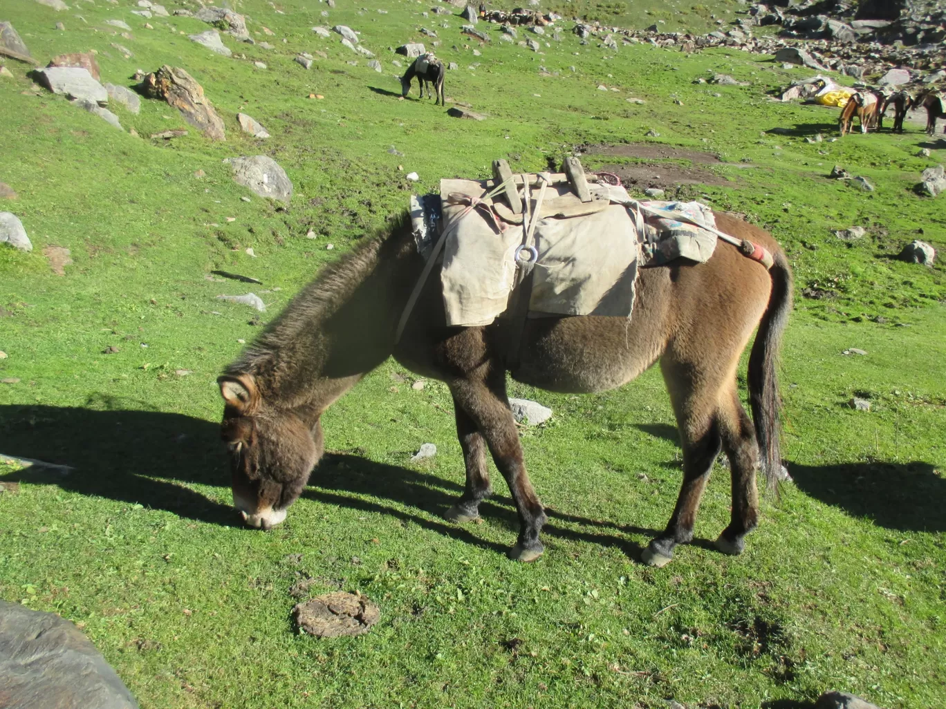Photo of Hampta Pass Trek Camp Himalayan Mountain Sojourns By Preeti pal