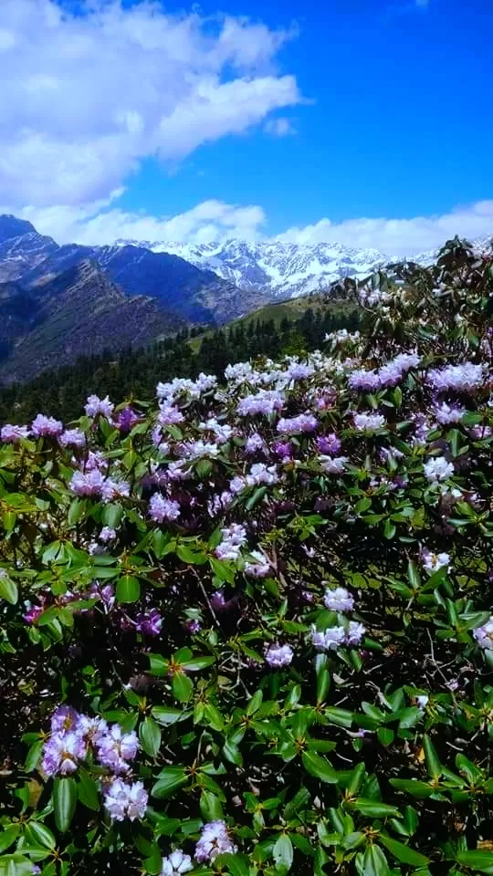 Photo of Sach Pass 4390m By Mehra Saab