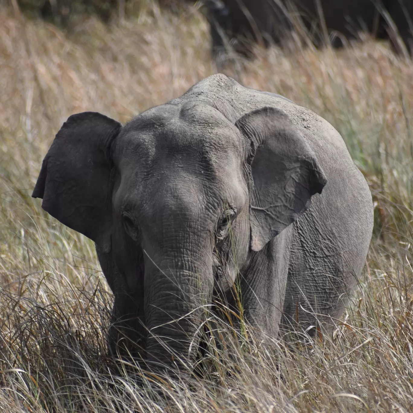 Photo of Rajaji National Park By Kunal Leekha