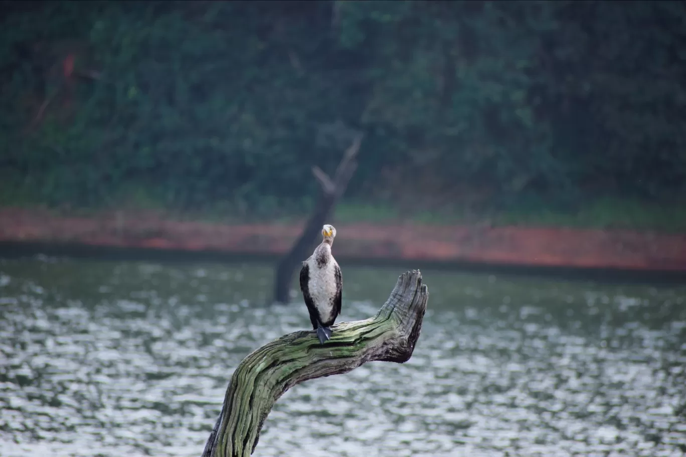 Photo of Thekkady By Siju Sebastian