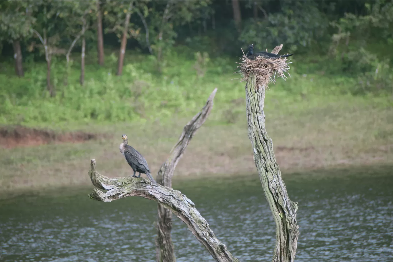 Photo of Thekkady By Siju Sebastian