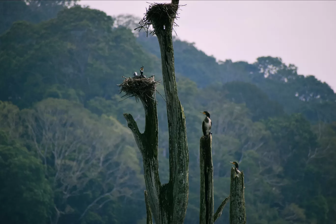 Photo of Thekkady By Siju Sebastian