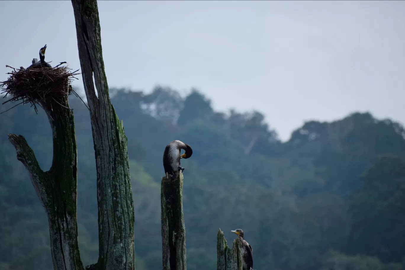 Photo of Thekkady By Siju Sebastian