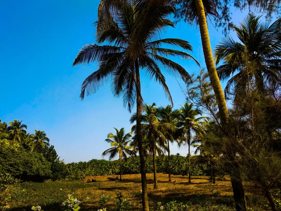 Photo of Malvan By sharayu kavitkar