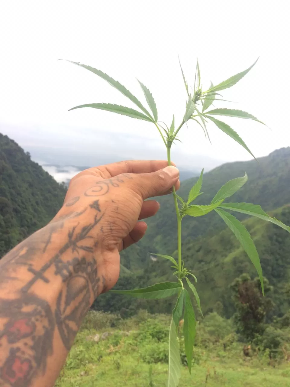 Photo of Bir Billing Himachal Pradesh By Trippy Tattoo