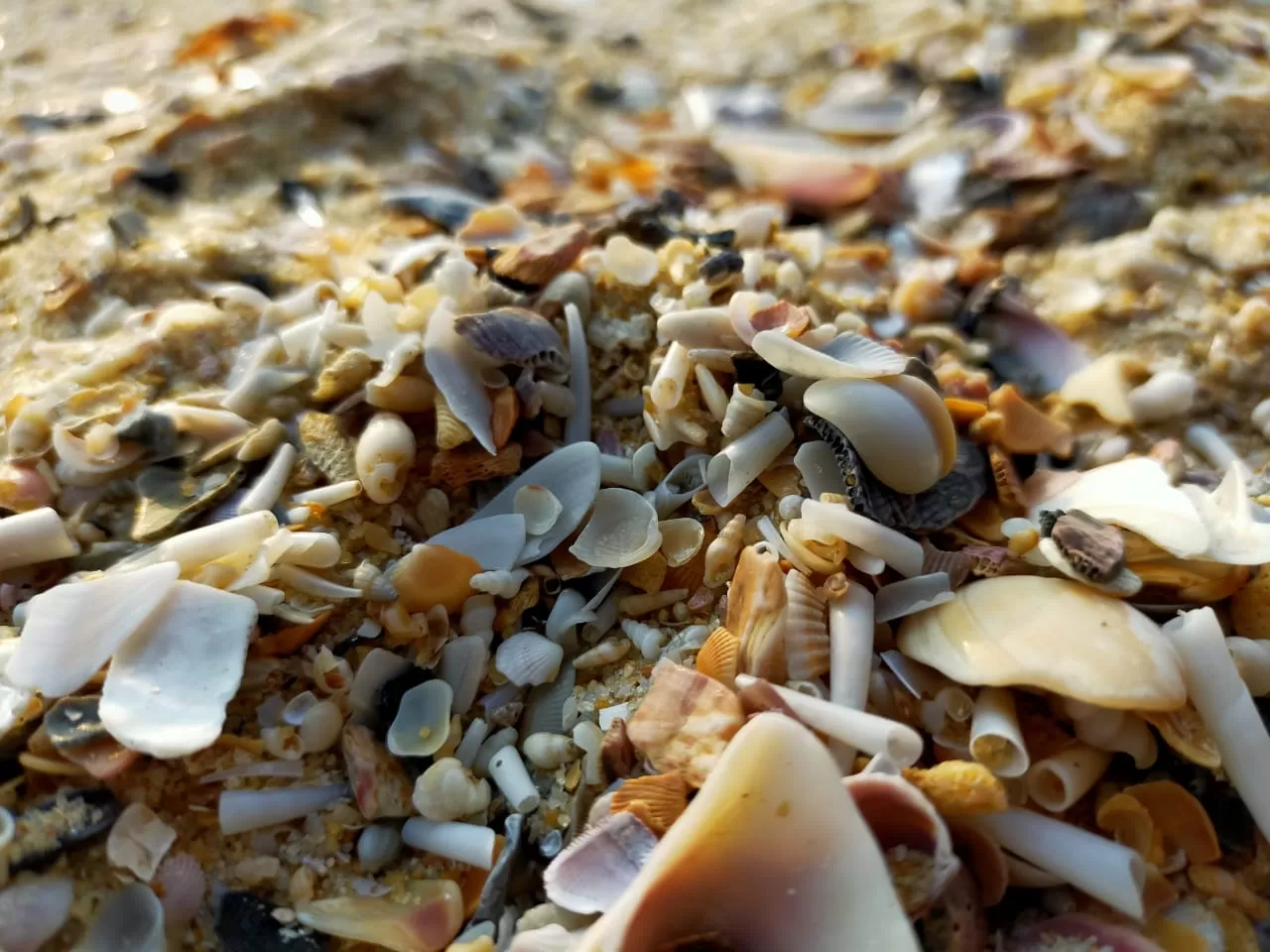 Photo of Mattu Beach By Shwetha Kunder...
