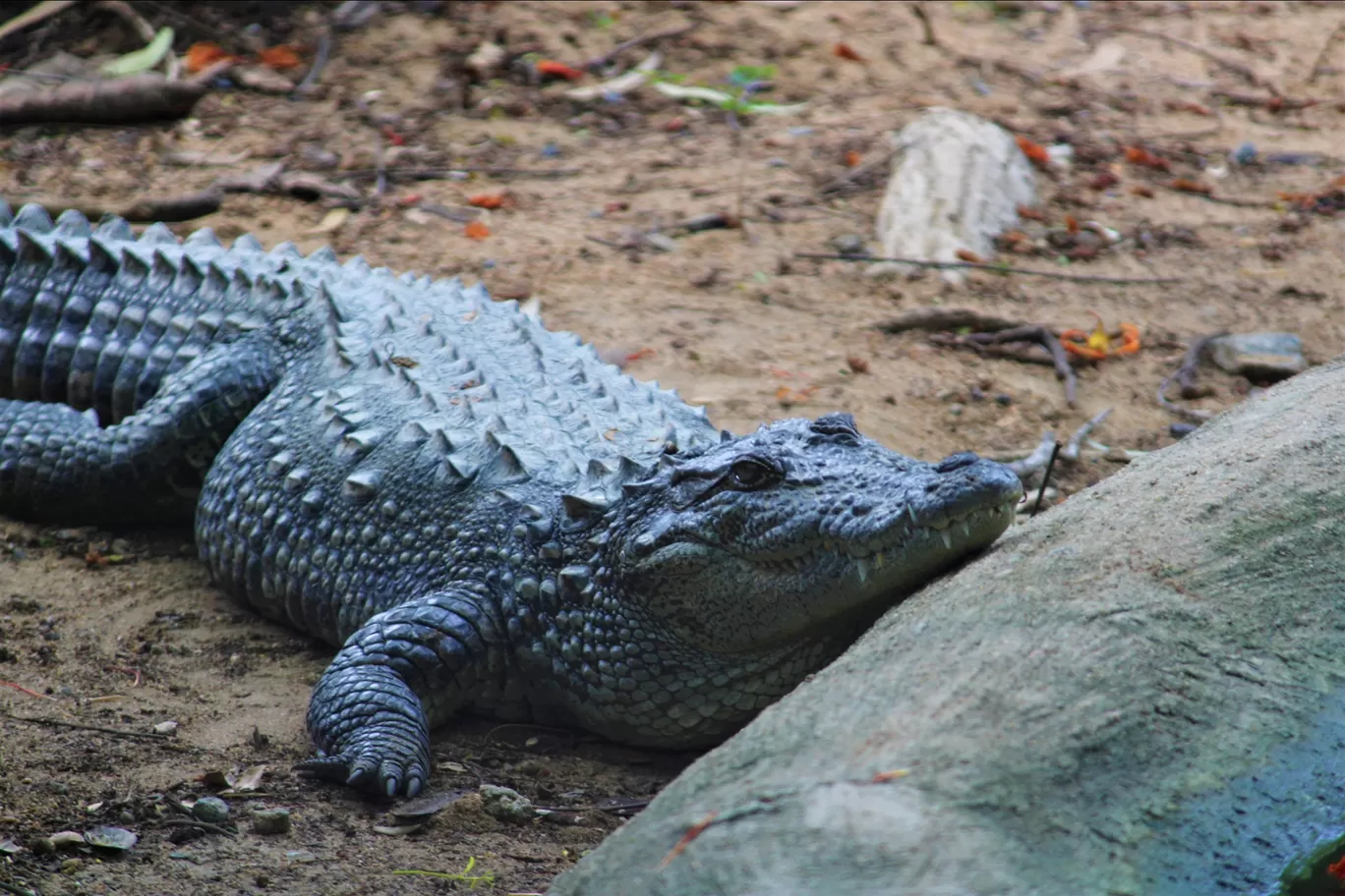 Photo of Vandalur Zoo By Swamy Nathan