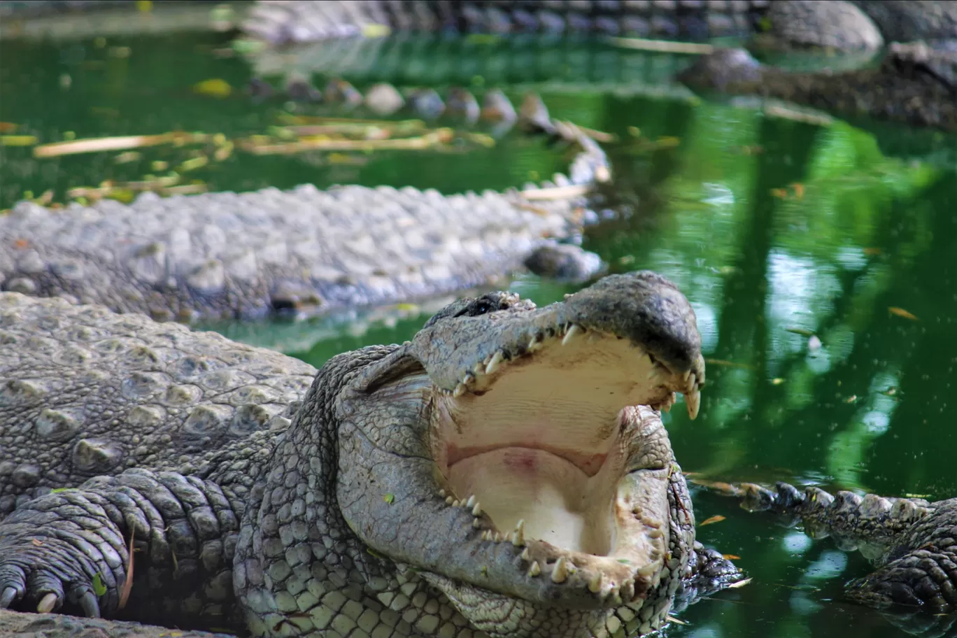 Photo of Vandalur Zoo By Swamy Nathan