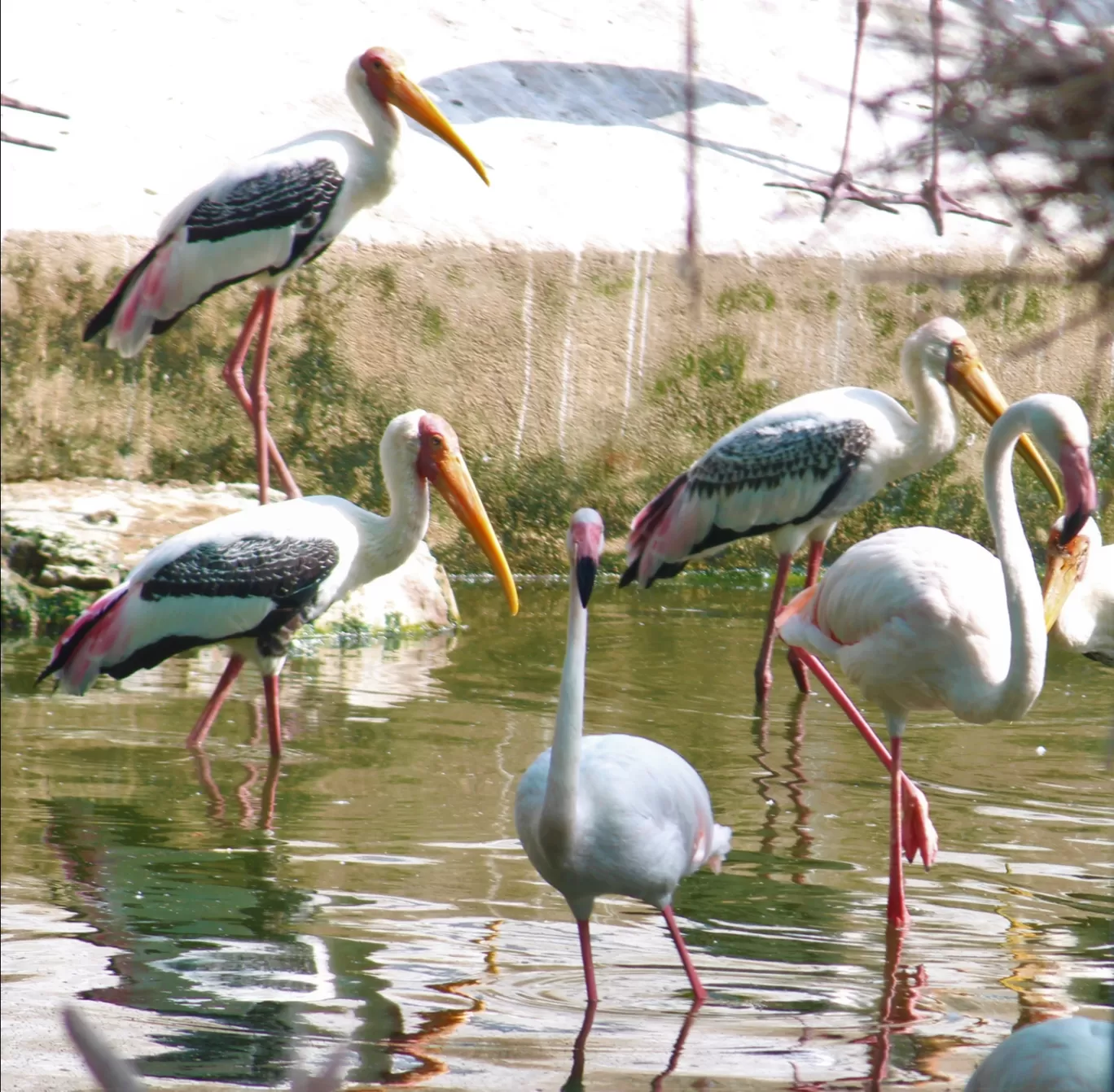 Photo of Vandalur Zoo By Swamy Nathan