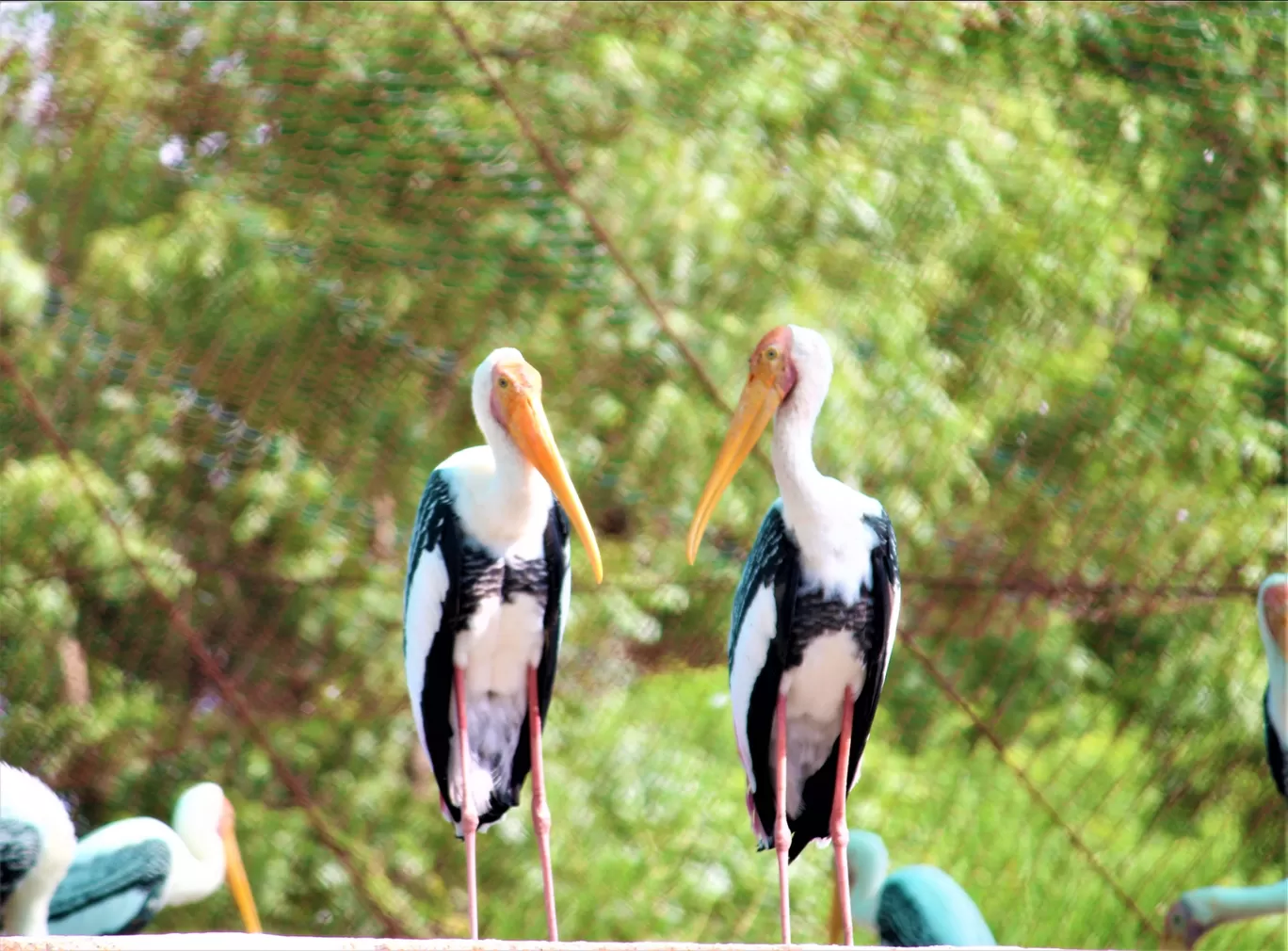 Photo of Vandalur Zoo By Swamy Nathan