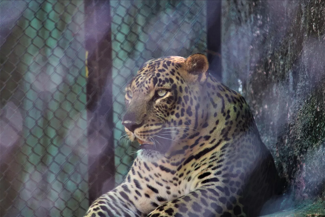 Photo of Vandalur Zoo By Swamy Nathan