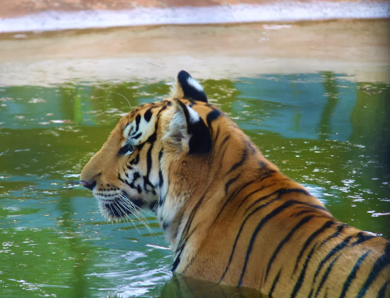 Photo of Vandalur Zoo By Swamy Nathan