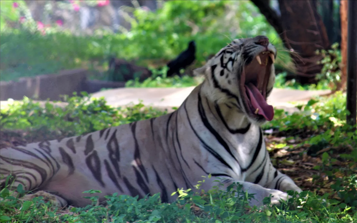 Photo of Vandalur Zoo By Swamy Nathan