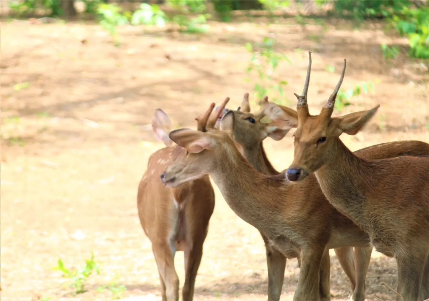 Photo of Vandalur Zoo By Swamy Nathan