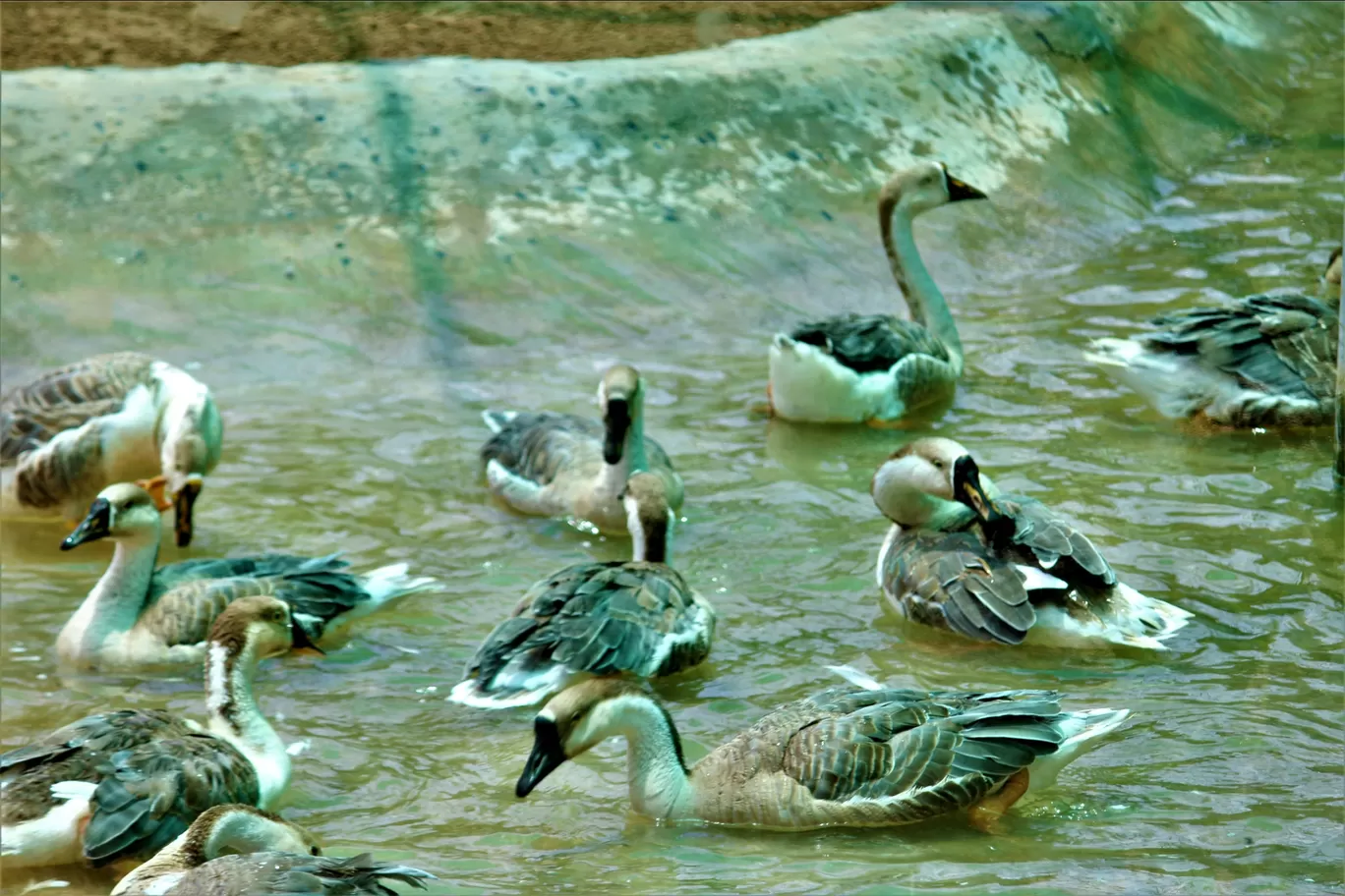 Photo of Vandalur Zoo By Swamy Nathan