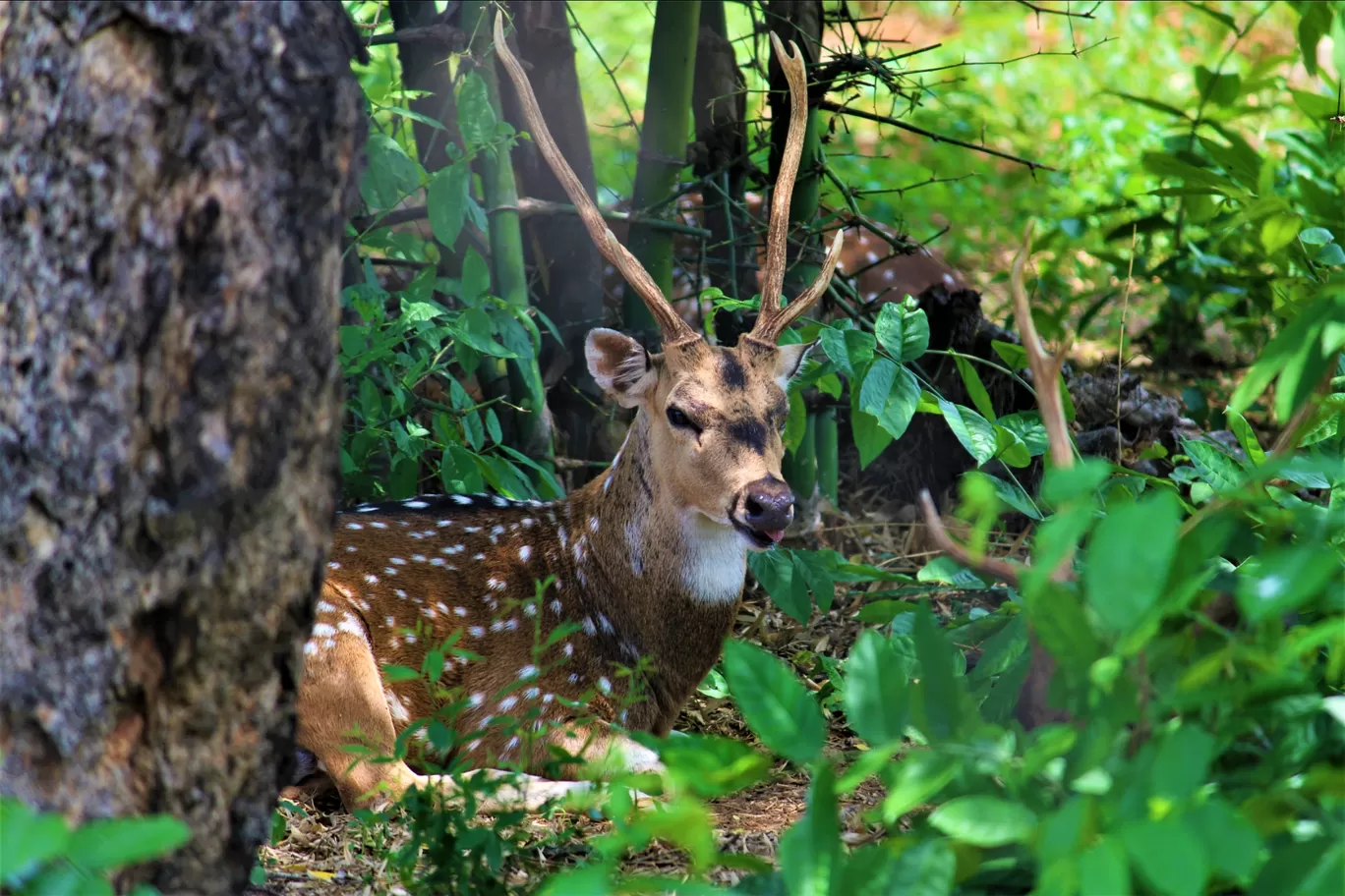 Photo of Vandalur Zoo By Swamy Nathan