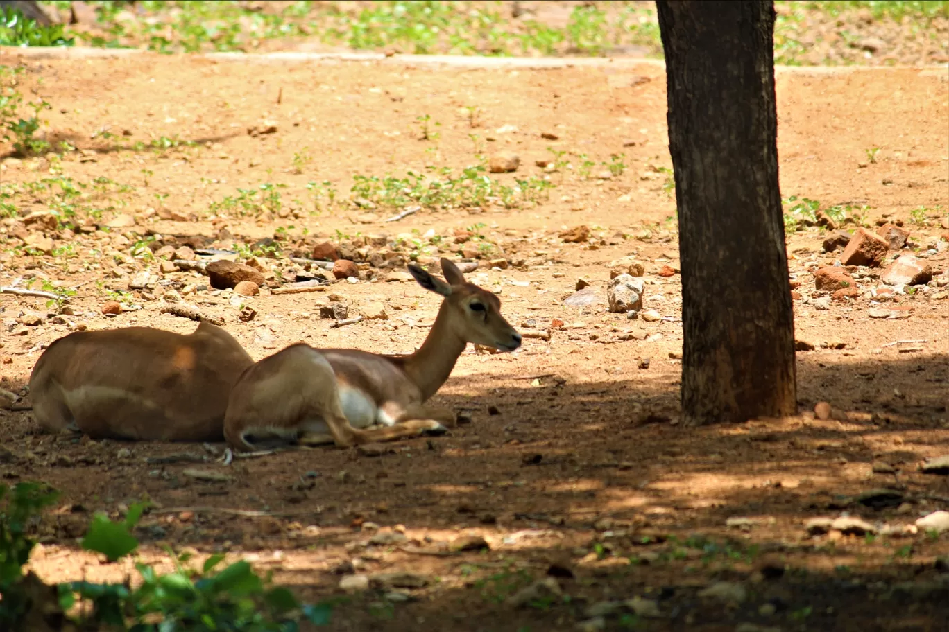 Photo of Vandalur Zoo By Swamy Nathan