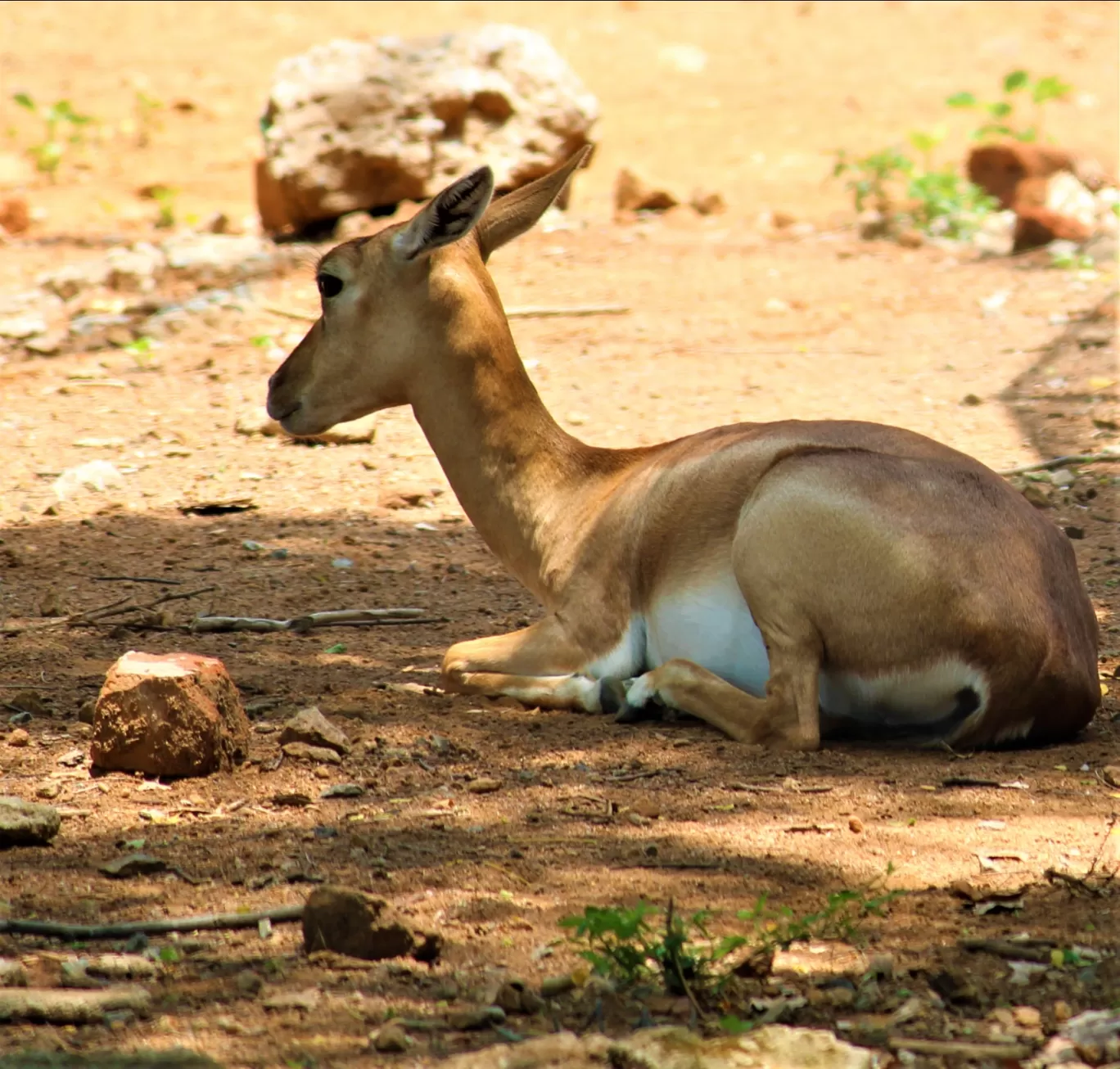 Photo of Vandalur Zoo By Swamy Nathan