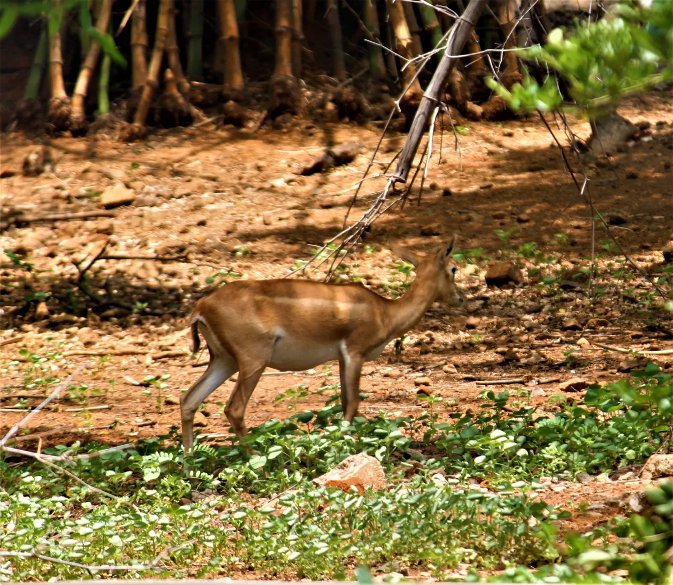 Photo of Vandalur Zoo By Swamy Nathan