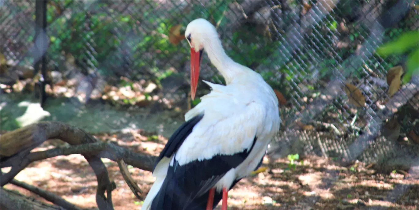 Photo of Vandalur Zoo By Swamy Nathan