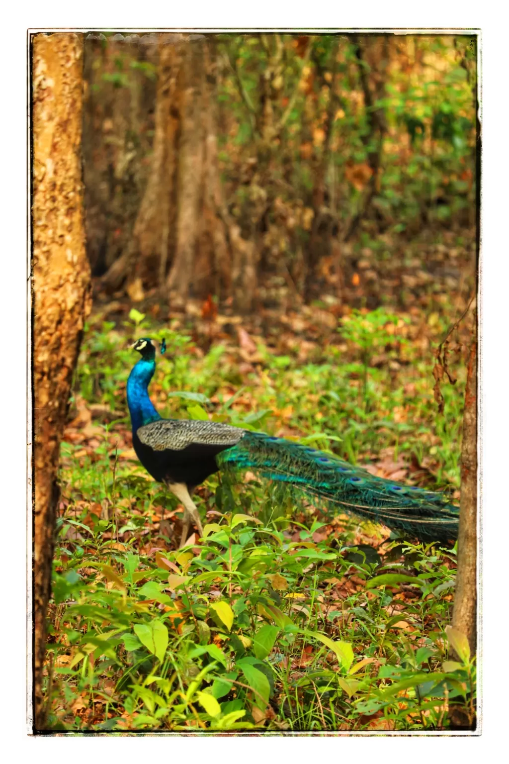 Photo of Gorumara National Park By Payel Sarkar