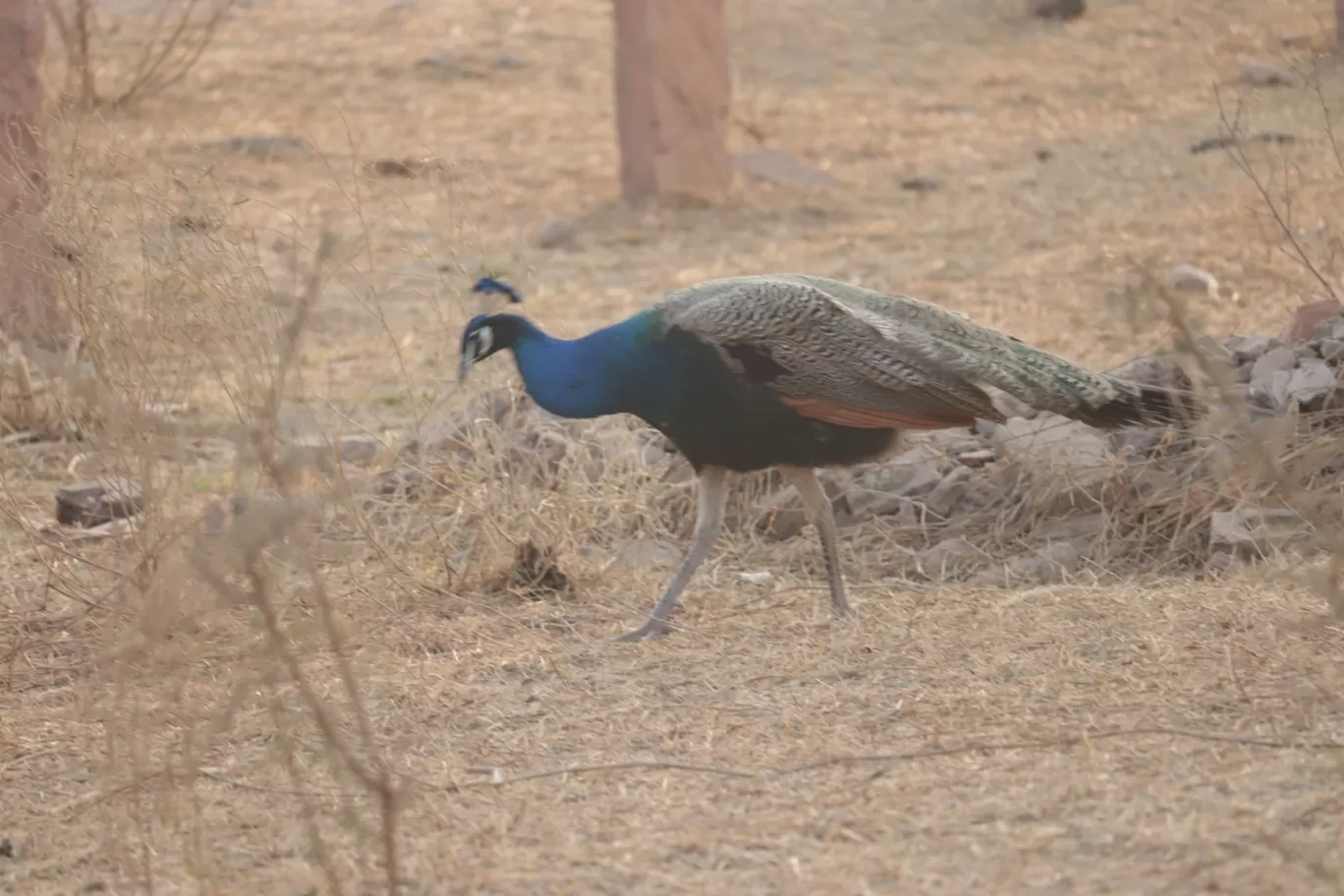 Photo of Salasar By Isha Gupta