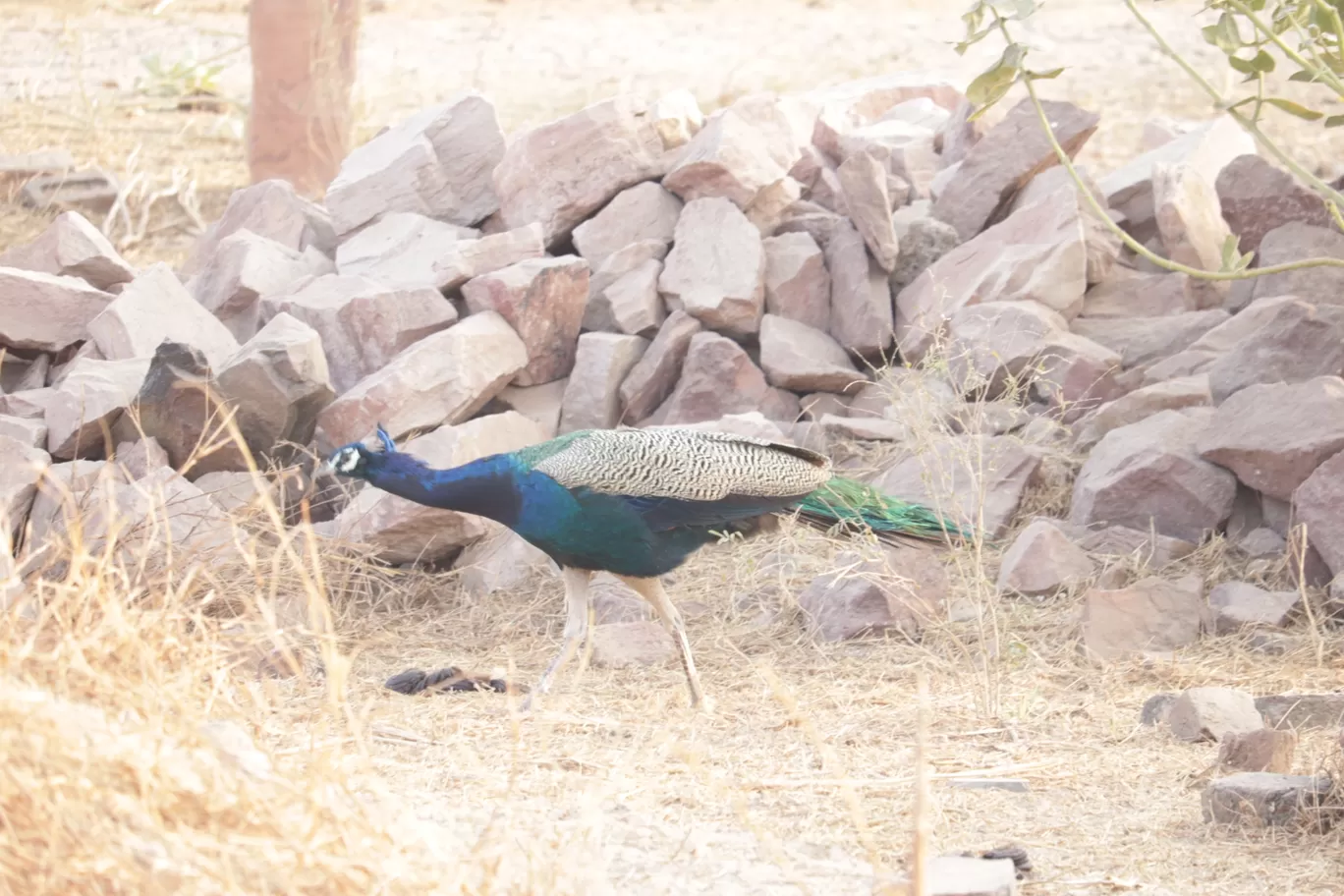 Photo of Salasar By Isha Gupta