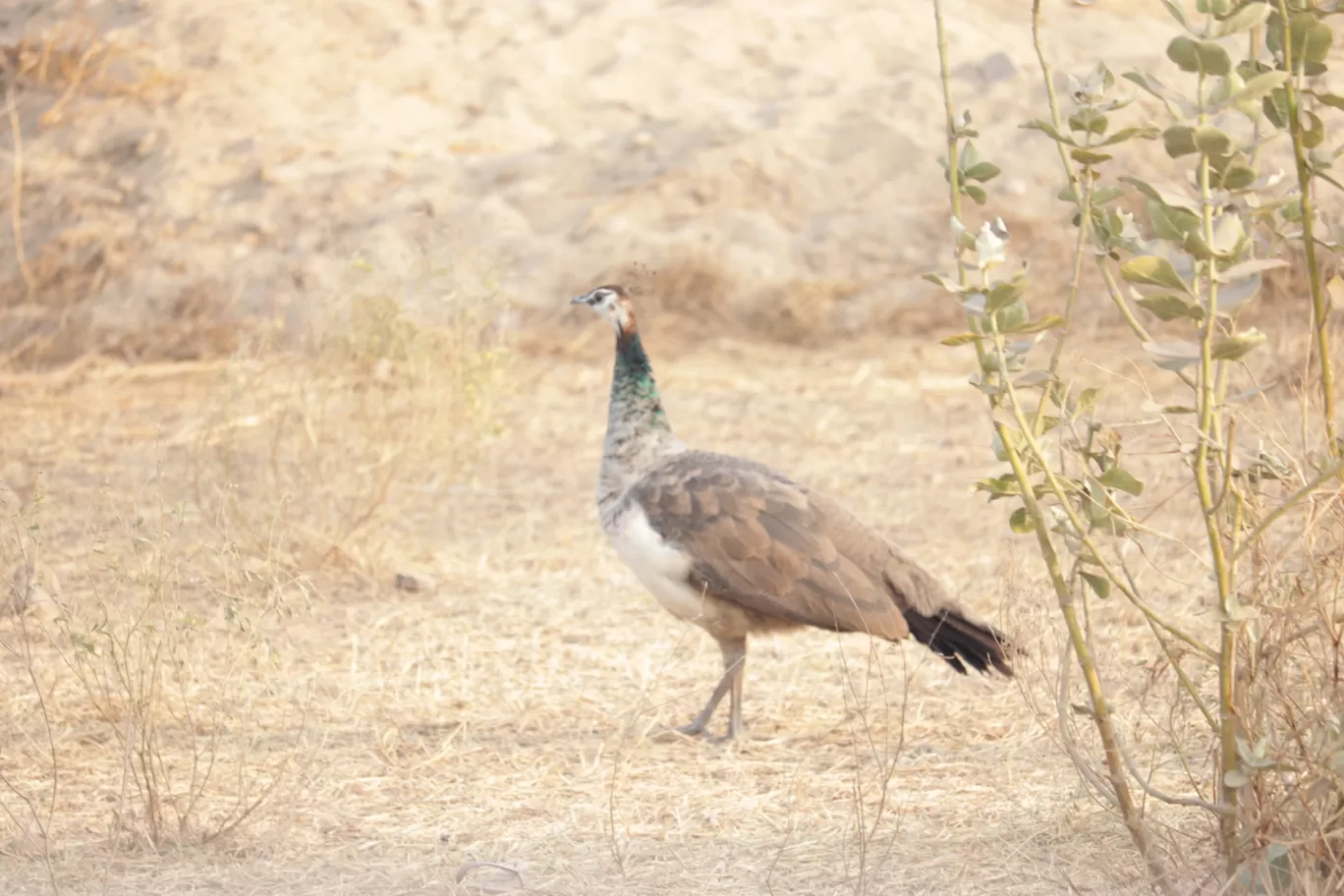 Photo of Salasar By Isha Gupta