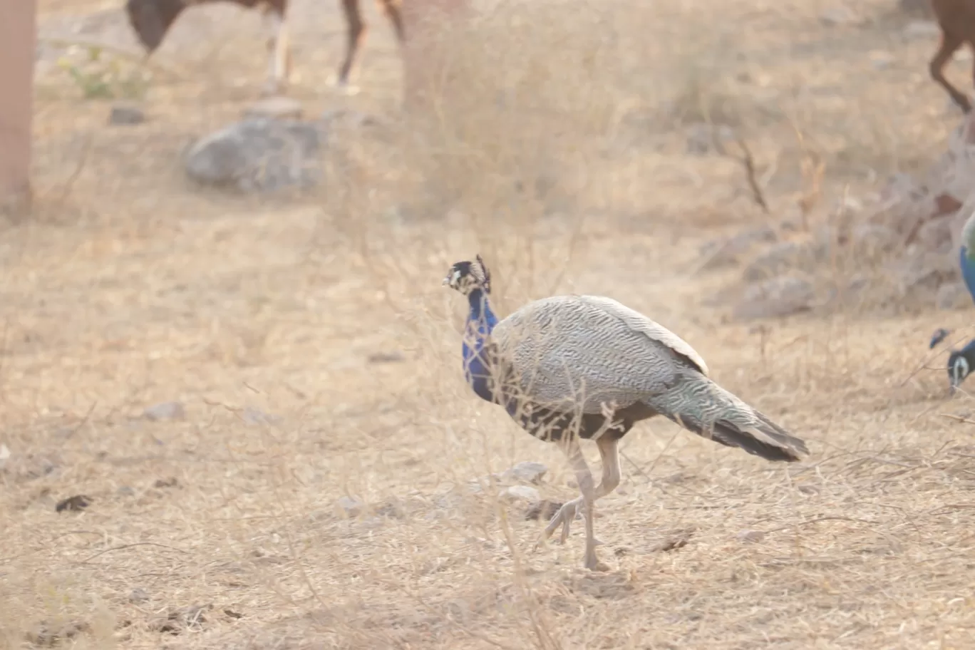 Photo of Salasar By Isha Gupta