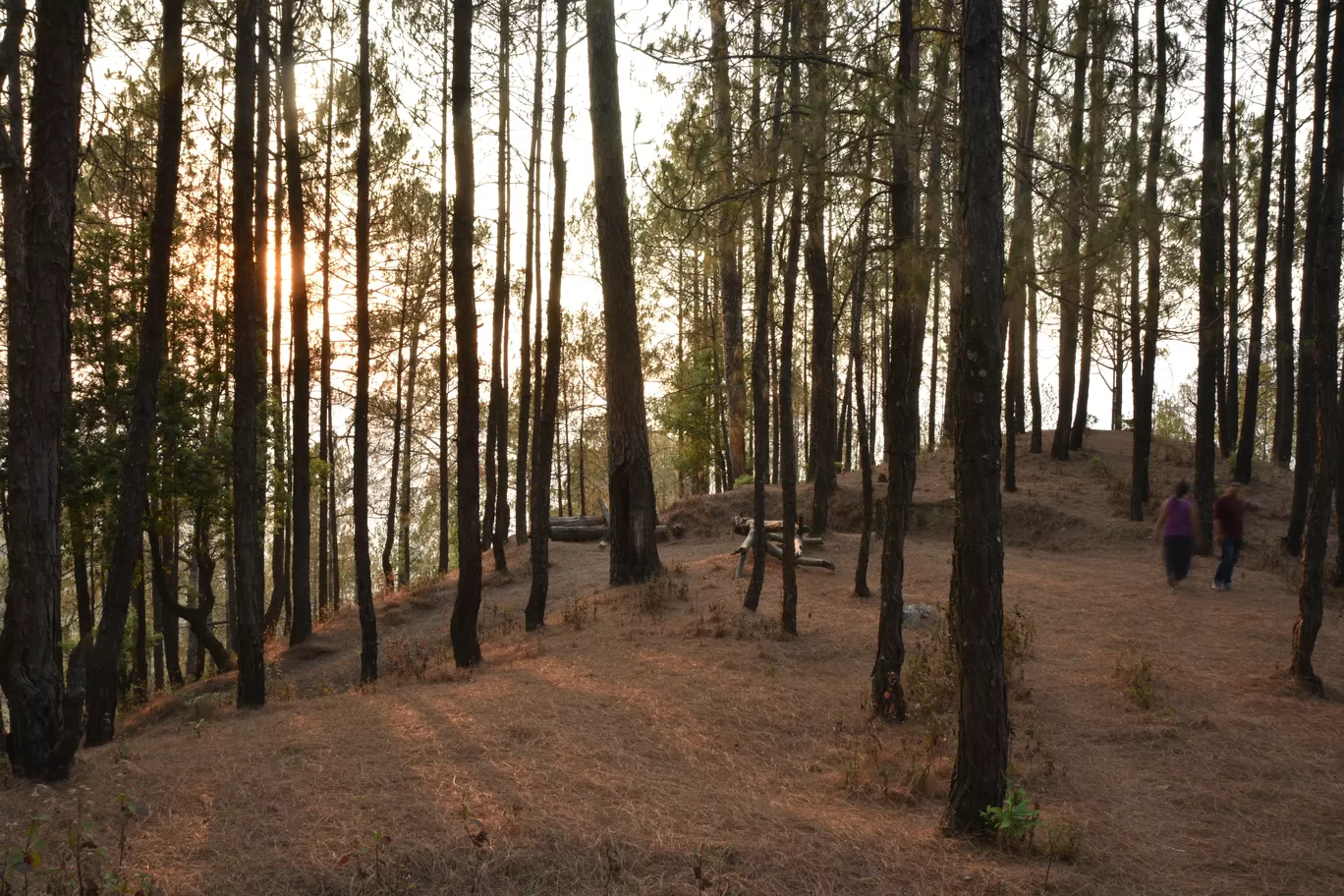 Photo of Jangalia Gaon Ganja By Sumith Dutta