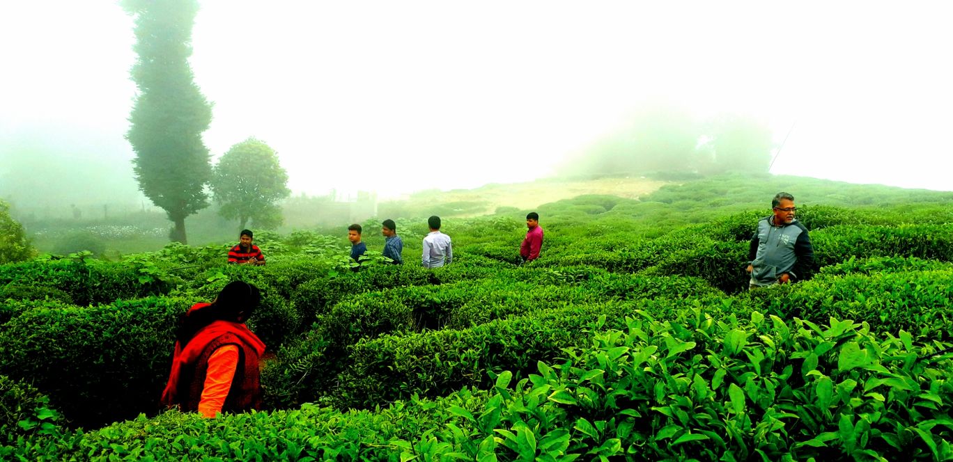 Photo of Darjeeling Tea Garden By SINDHU RAJ 