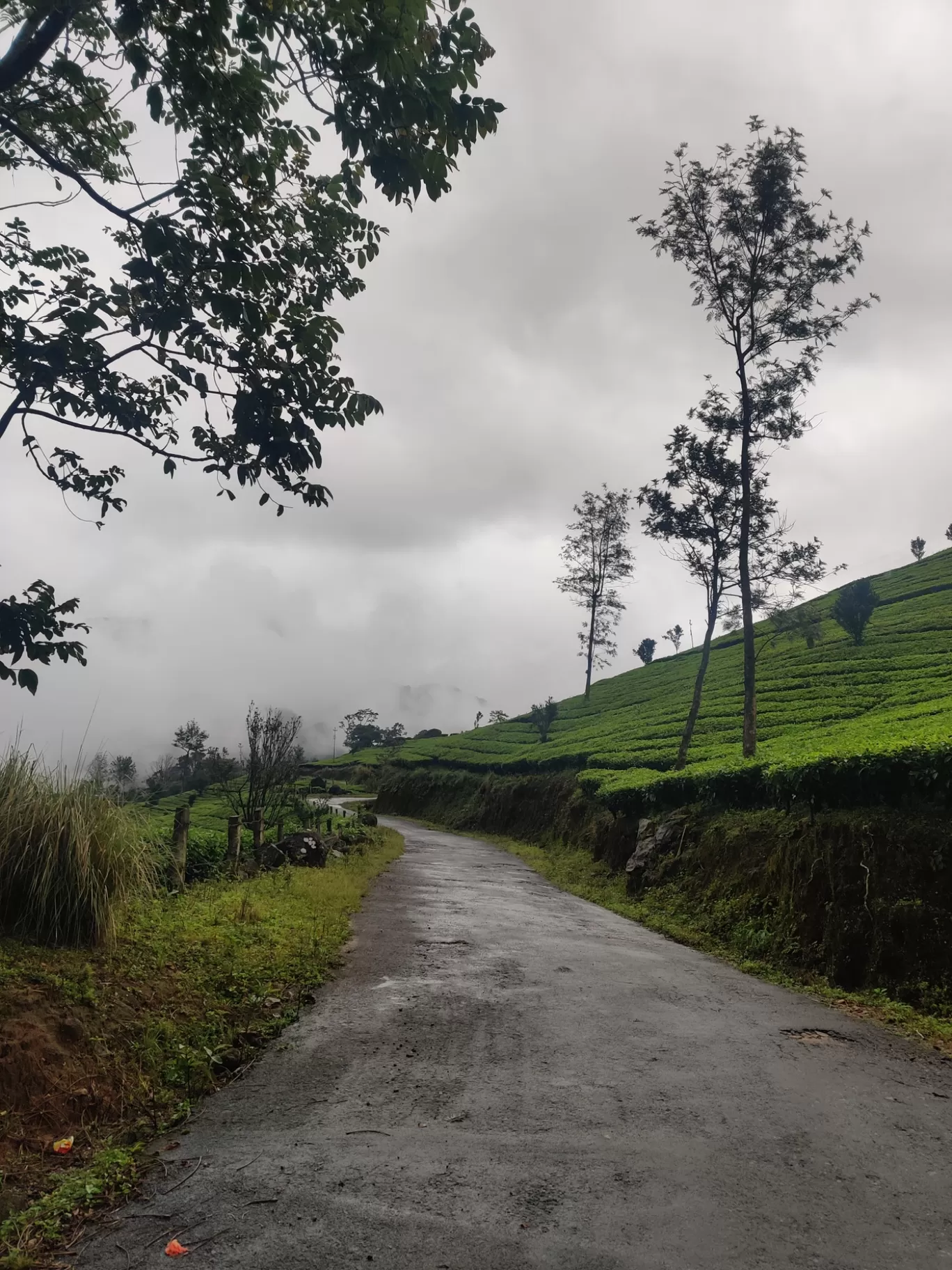 Photo of Munnar Hill Station By Mohammad Rafiz