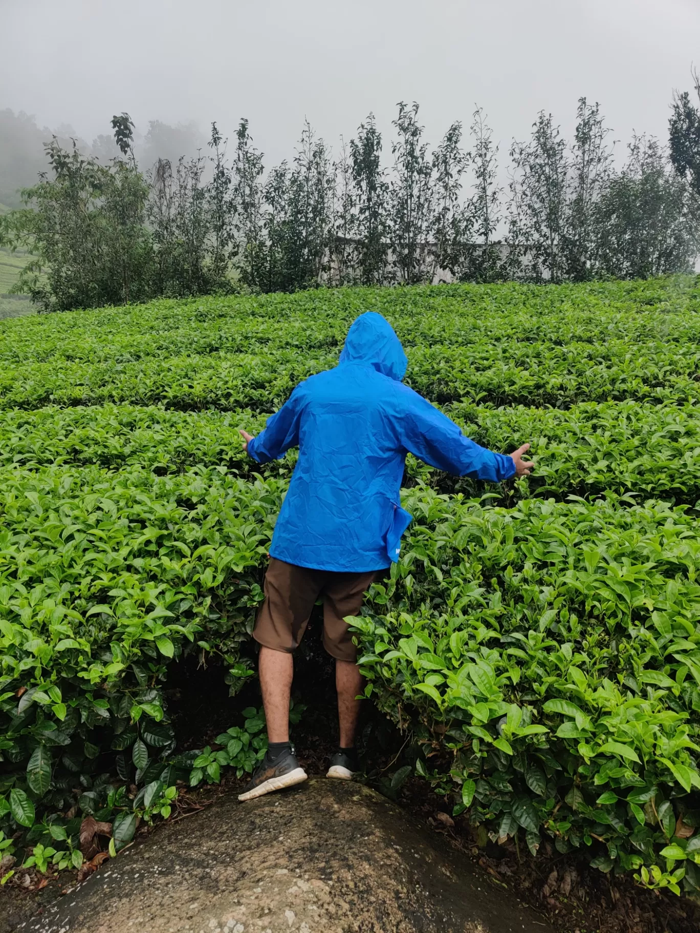 Photo of Munnar Hill Station By Mohammad Rafiz