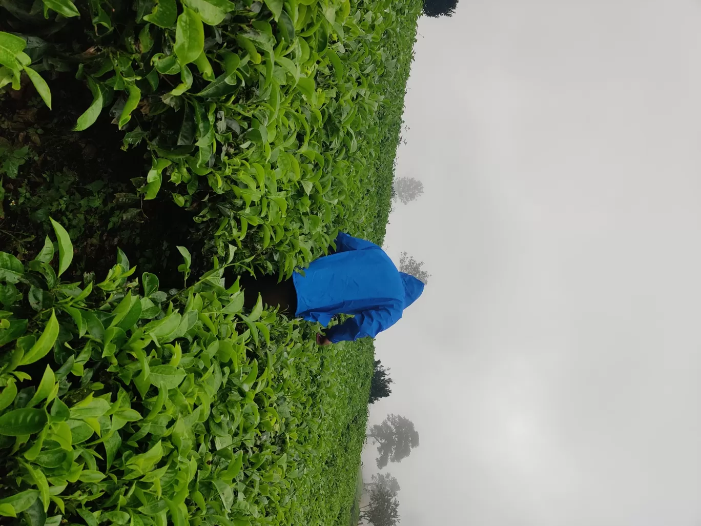 Photo of Munnar Hill Station By Mohammad Rafiz