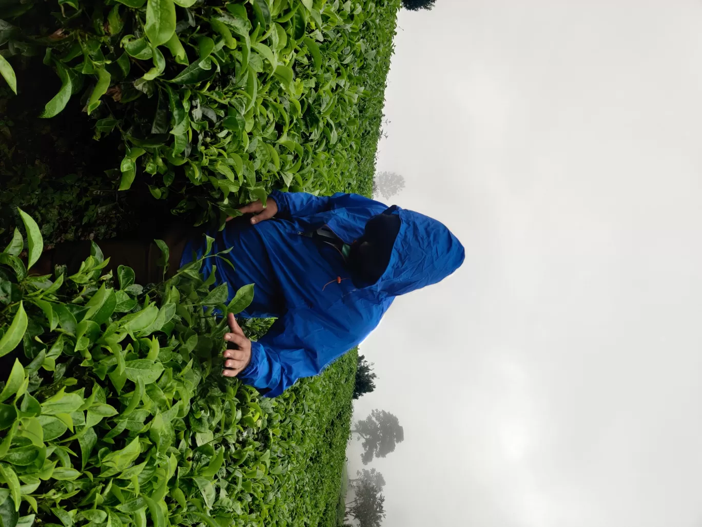 Photo of Munnar Hill Station By Mohammad Rafiz