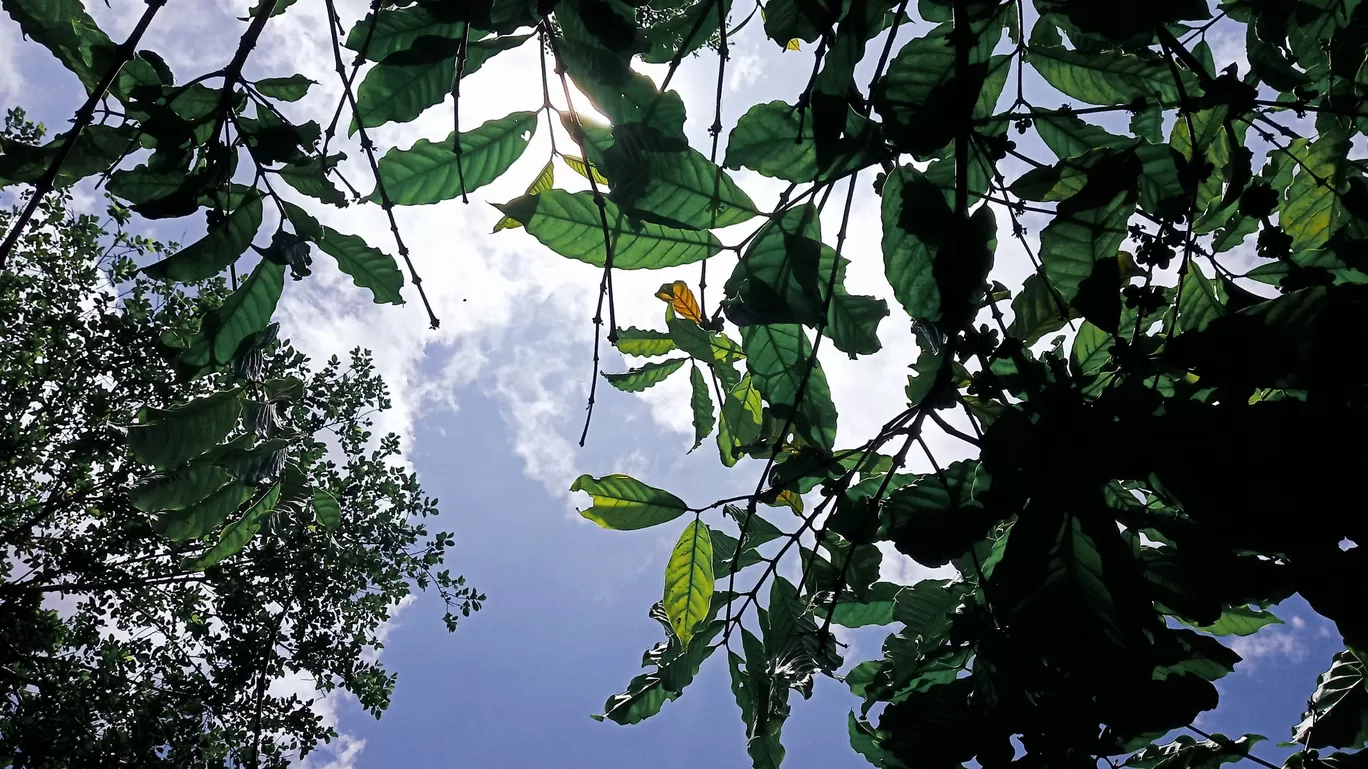 Photo of Nelliyampathy By Sreeraj K Chandrasekhar