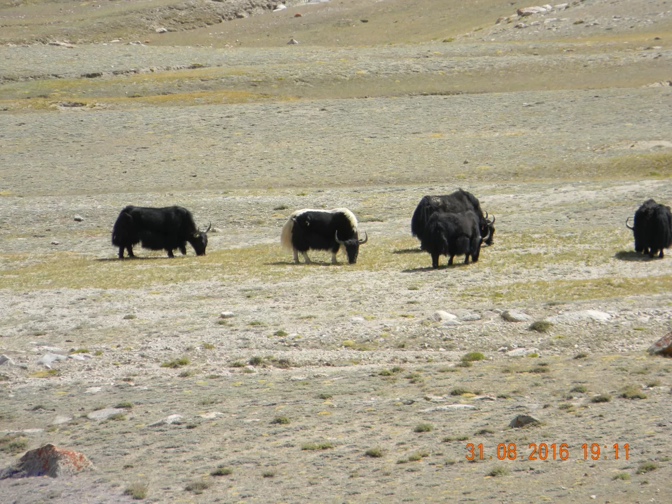 Photo of Ladakh By Stanzin Dorje
