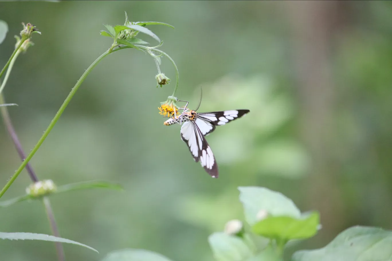 Photo of Coorg By Abhijeeth B R gowda