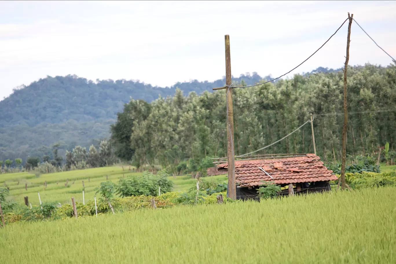 Photo of Coorg By Abhijeeth B R gowda